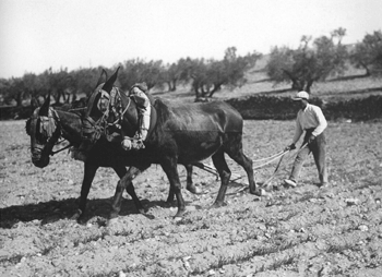 Pagès llaurant la terra