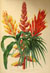 Flors