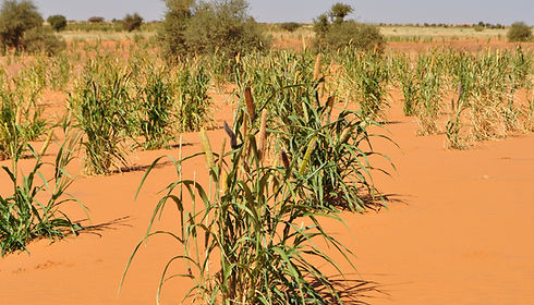 Fieldwork in Sudan