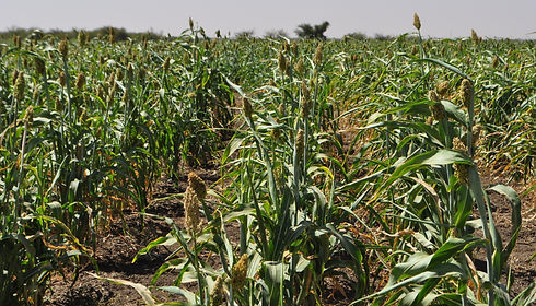 Fieldwork in Sudan